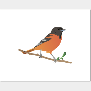 Baltimore Oriole Bird Posters and Art